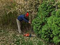 tree pruning