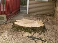 stump grinding