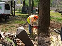 tree removal